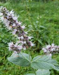 Mentha longifolia