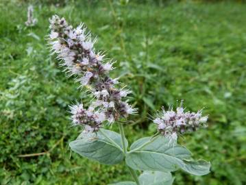 Fotografia da espécie Mentha longifolia