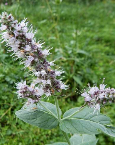 Fotografia de capa Mentha longifolia - do Jardim Botânico