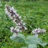 Fotografia 1 da espécie Mentha longifolia do Jardim Botânico UTAD