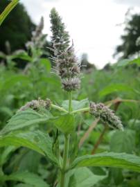 Fotografia da espécie Mentha longifolia