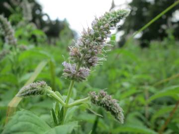 Fotografia da espécie Mentha longifolia