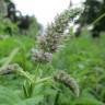 Fotografia 7 da espécie Mentha longifolia do Jardim Botânico UTAD