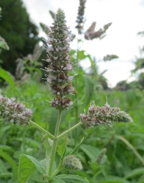 Fotografia 8 da espécie Mentha longifolia no Jardim Botânico UTAD