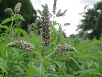 Fotografia da espécie Mentha longifolia