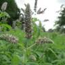 Fotografia 8 da espécie Mentha longifolia do Jardim Botânico UTAD