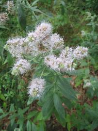 Fotografia da espécie Mentha longifolia