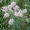 Fotografia 9 da espécie Mentha longifolia do Jardim Botânico UTAD