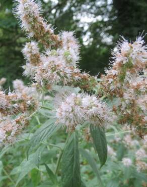 Fotografia 10 da espécie Mentha longifolia no Jardim Botânico UTAD