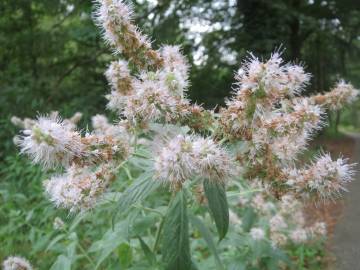 Fotografia da espécie Mentha longifolia