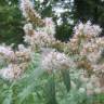 Fotografia 10 da espécie Mentha longifolia do Jardim Botânico UTAD