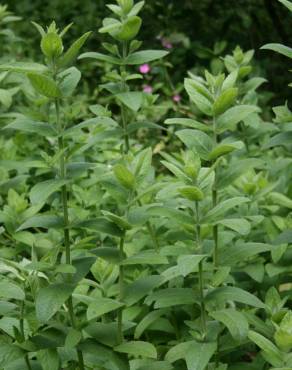 Fotografia 11 da espécie Mentha longifolia no Jardim Botânico UTAD