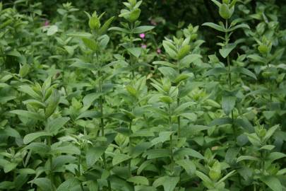 Fotografia da espécie Mentha longifolia