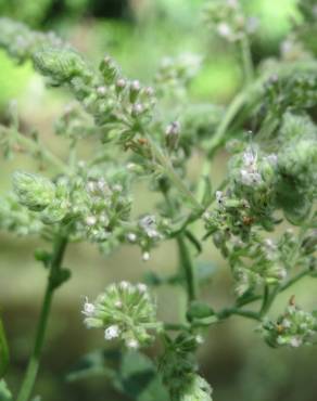 Fotografia 12 da espécie Mentha longifolia no Jardim Botânico UTAD