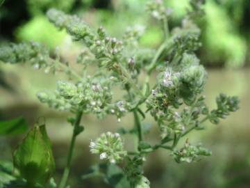 Fotografia da espécie Mentha longifolia