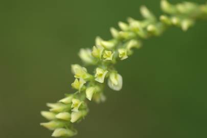 Fotografia da espécie Melilotus indicus