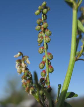 Fotografia 8 da espécie Melilotus indicus no Jardim Botânico UTAD