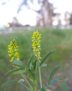 Fotografia 9 da espécie Melilotus indicus no Jardim Botânico UTAD