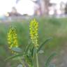 Fotografia 9 da espécie Melilotus indicus do Jardim Botânico UTAD