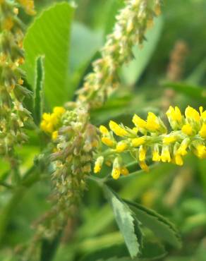 Fotografia 1 da espécie Melilotus indicus no Jardim Botânico UTAD