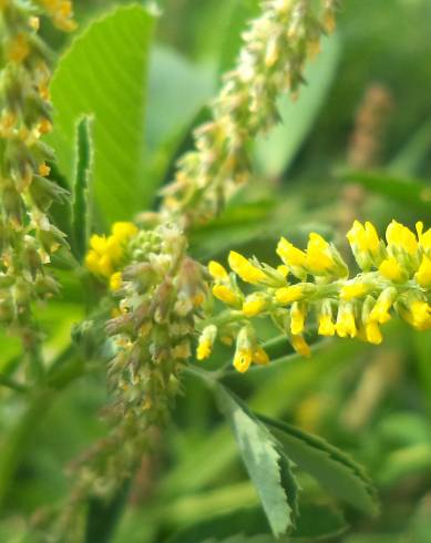 Fotografia de capa Melilotus indicus - do Jardim Botânico