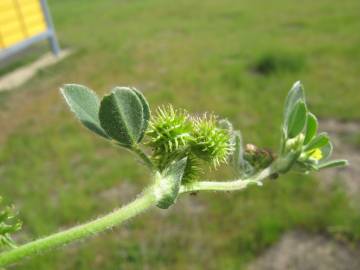 Fotografia da espécie Medicago minima