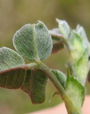 Fotografia 3 da espécie Medicago minima no Jardim Botânico UTAD