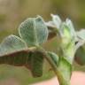 Fotografia 3 da espécie Medicago minima do Jardim Botânico UTAD