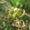 Fotografia 4 da espécie Medicago minima do Jardim Botânico UTAD