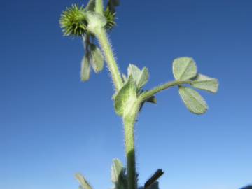 Fotografia da espécie Medicago minima