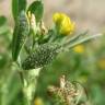 Fotografia 6 da espécie Medicago minima do Jardim Botânico UTAD