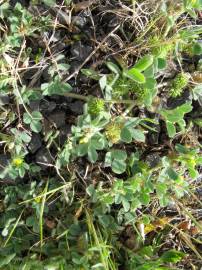 Fotografia da espécie Medicago minima