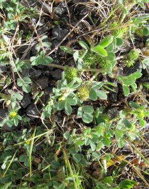 Fotografia 7 da espécie Medicago minima no Jardim Botânico UTAD