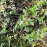 Fotografia 7 da espécie Medicago minima do Jardim Botânico UTAD