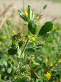 Fotografia da espécie Medicago minima