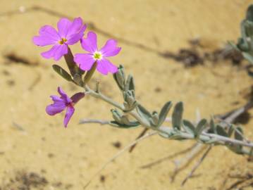 Fotografia da espécie Malcolmia littorea