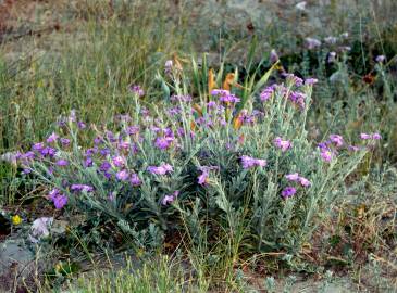 Fotografia da espécie Malcolmia littorea