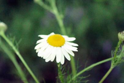 Fotografia da espécie Matricaria recutita