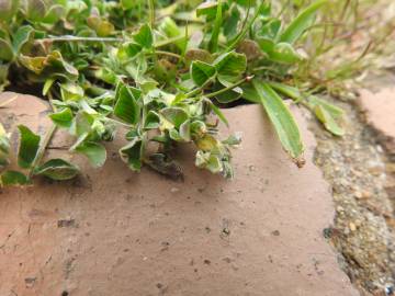 Fotografia da espécie Medicago minima