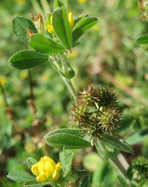 Fotografia 9 da espécie Medicago minima no Jardim Botânico UTAD