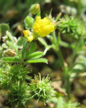 Fotografia 10 da espécie Medicago minima no Jardim Botânico UTAD