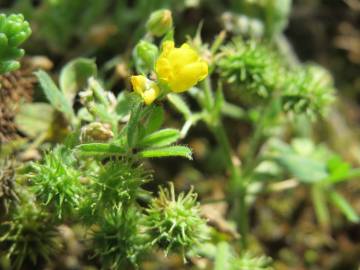 Fotografia da espécie Medicago minima