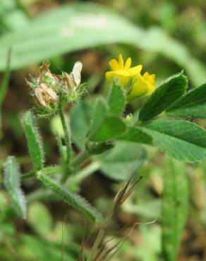 Fotografia 11 da espécie Medicago minima no Jardim Botânico UTAD