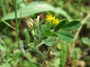 Fotografia da espécie Medicago minima