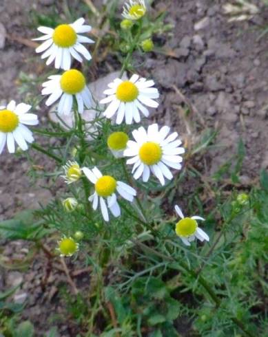 Fotografia de capa Matricaria recutita - do Jardim Botânico