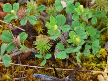 Fotografia da espécie Medicago minima