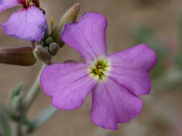 Fotografia da espécie Malcolmia littorea