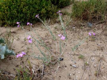 Fotografia da espécie Malcolmia littorea