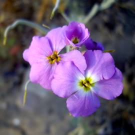 Fotografia da espécie Malcolmia littorea