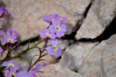 Fotografia da espécie Malcolmia littorea